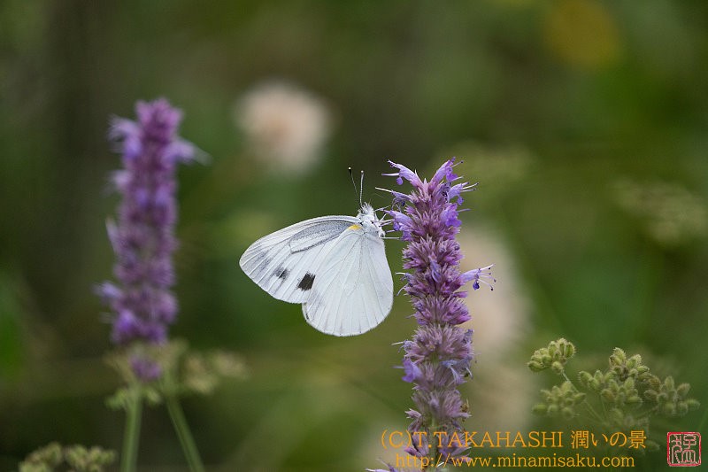 ../Images/7R240901 (281).jpg